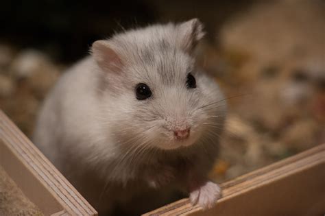 Le hamster : Caractéristiques et alimentation - Aquabase