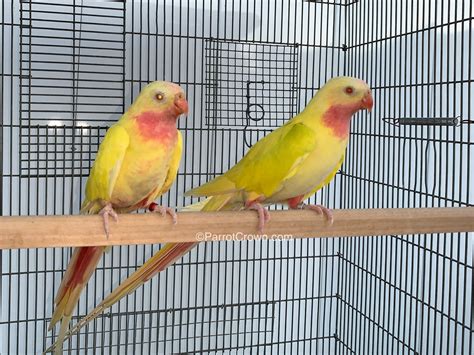 Lutino Yellow Princess of Wales Parakeet / Princess Parrot for sale