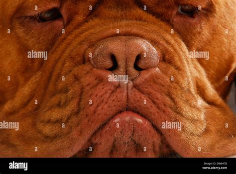 dog nose - dogue de bordeaux nose Stock Photo - Alamy