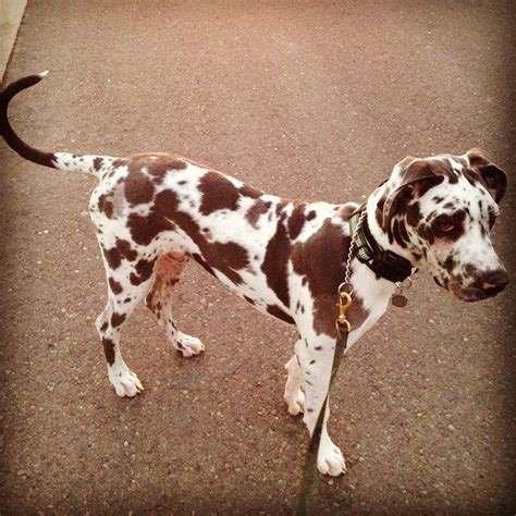 Blue Harlequin Great Dane - Titus