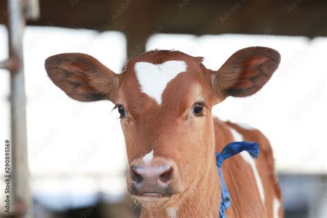 Baby cow or cattle in farm. Cute brown cattle milk farming for dairy or ...