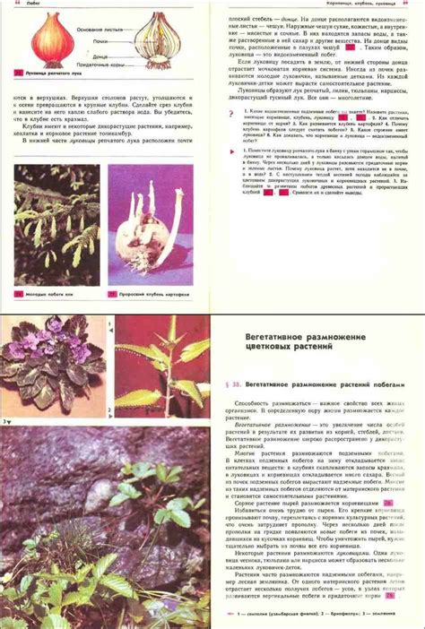 Читать онлайн учебник по биологии за 6-7 класс Корчагина