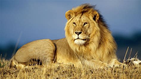 Why it is Important to Save Wildlife?