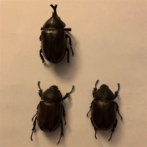 allomyrina dichotoma tsunobosonus specimens gallegos zoological