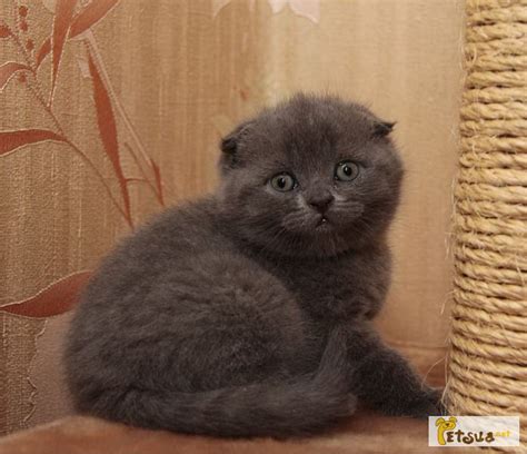 Продам/купить британские короткошерстные и шотландские вислоухие котята ...