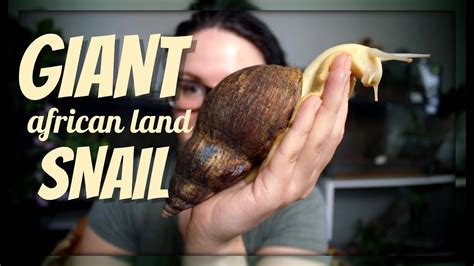 THE GIANT AFRICAN LAND SNAIL - YouTube