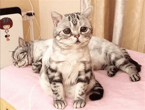 Luhu The Sad Faced Kitty Has A Heart As Big As His Expressive Eyes