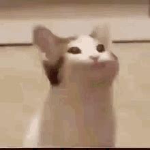 Gato Meme GIFs | Tenor