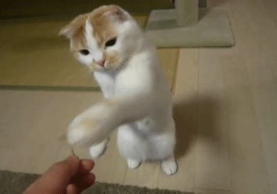 รวม Gif แมวใส่หูฟัง และ แมวสุดน่ารักๆ