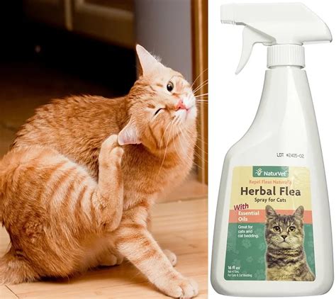 How to Get Rid of Fleas in the House? Eradicate Them Fast!