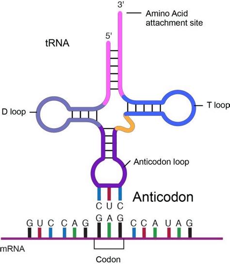 molecular biology - Orientations of codon and anticodon - Biology Stack ...