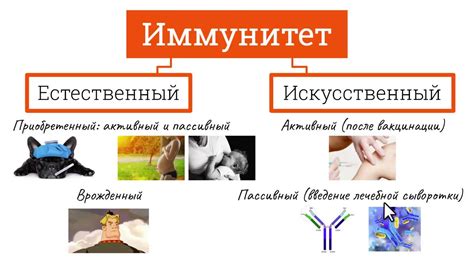 ИММУНИТЕТ / ВИДЫ ИММУНИТЕТА - YouTube