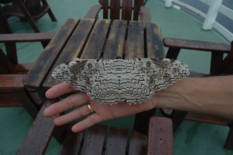 Pawica Atlas - Wykop.pl