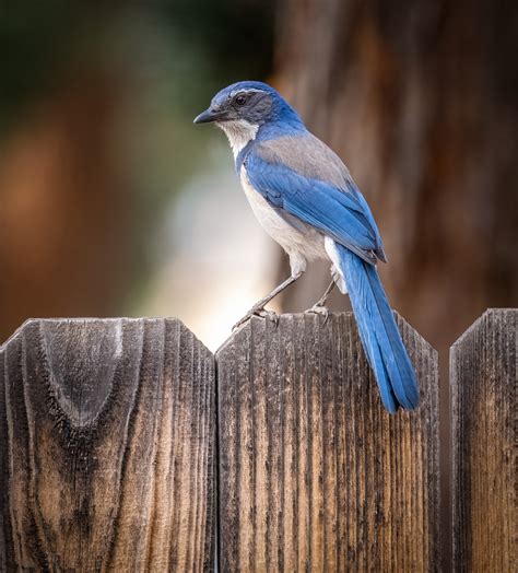 california scrub jay owen deutsch photography