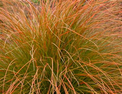 Carex testacea – Pioneer Nursery