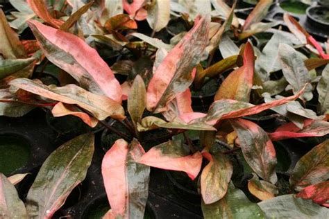 Криптокорина Вендта (Cryptocoryne wendtii)