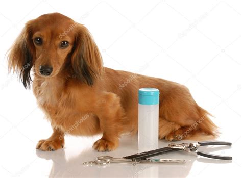 Taxa Dog