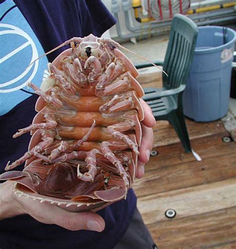 Top Ten Scariest Deep Sea Creatures - HubPages