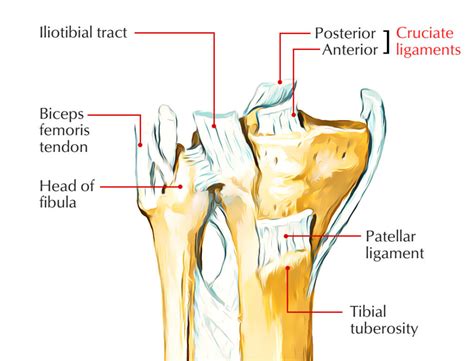 cruciate ligaments earths lab