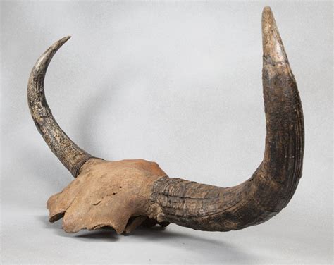 Giant Ice Age Bison Fossilized Skull & Horns