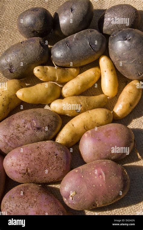 potatoes varieties  jai patrick blog