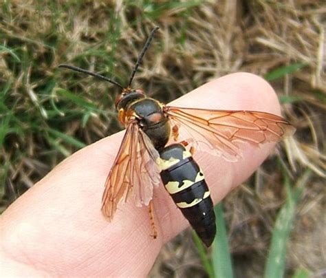 cicada killer