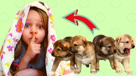 Играем в Прятки с Щенками, Алиса играет с щенками /Лисенок Алисенок ...
