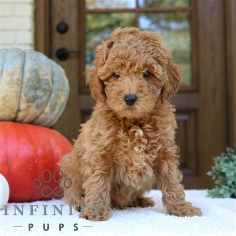 Gunner - Goldendoodle - Mini Puppy