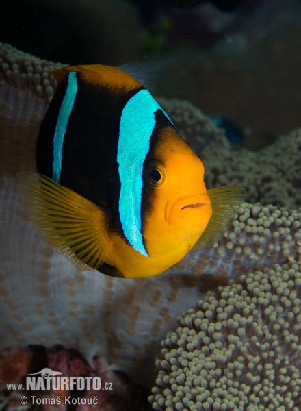 Clownfisch Bilder, Clownfisch Fotos | NaturFoto