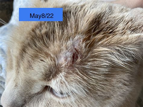 Barley – Allergic Dermatitis – The Holistic Vet