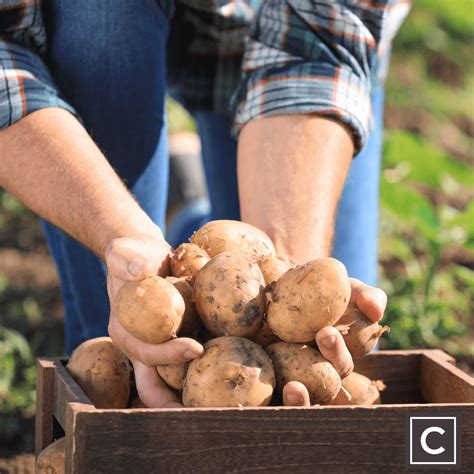 guide  chipping treating chips ceres shop