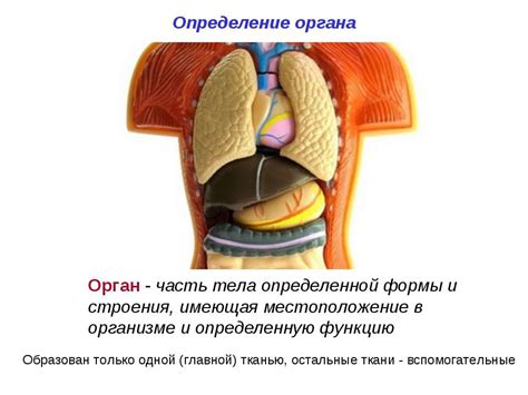 Презентация "Анатомия и физиология как науки. Понятие об органе и ...