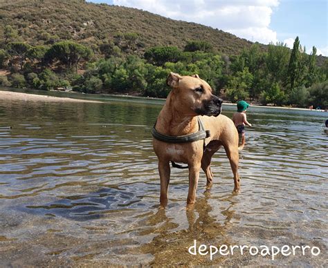Pantanos y embalses: Refrescarse con nuestro perro - De perro a perro