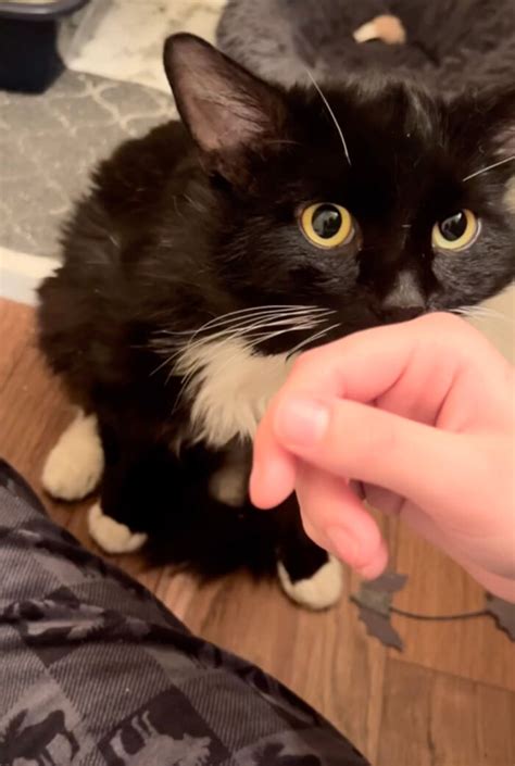 Determined Stray Comes To A Family On A Daily Basis Until They Adopt ...