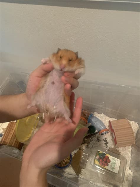 is it normal hamster breathing fast easily 2