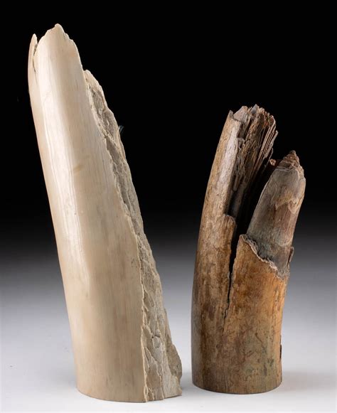 mastodon  mammoth fossilized ivory tusk fragments auction
