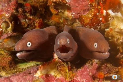 Moray Eel Facts: Everything You Need to Know