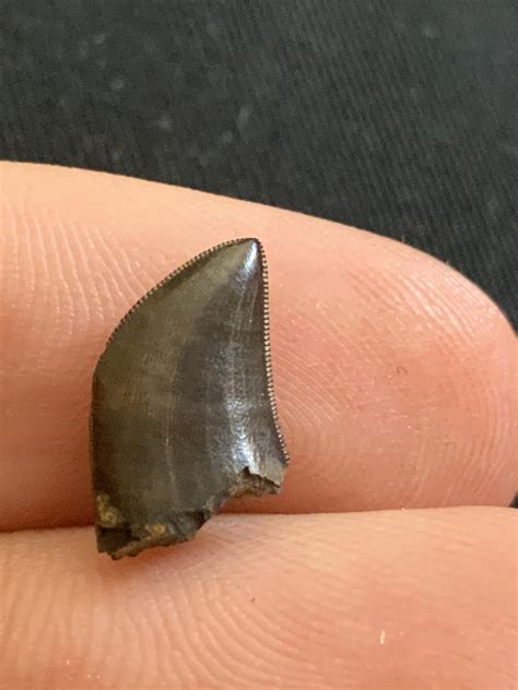 Juvenile allosaurus tooth? - Fossil ID - The Fossil Forum