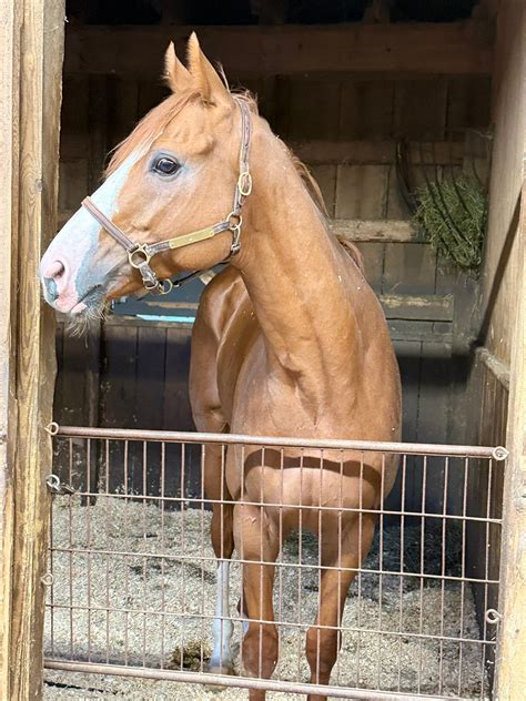 Ballyclare Farm... - Ballyclare Farm Off Track Thoroughbreds