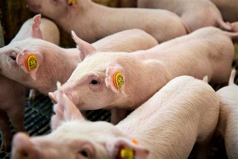 danbred establishes subsidiary  germany news productivity profit