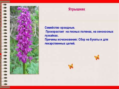 Ятрышник мужской: лечебные свойства, польза растения для мужчин ...
