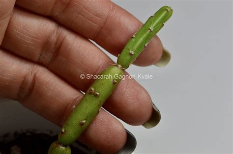 Rhipsalis dissimilis form epiphyllanthoides – Epiphytic Cacti