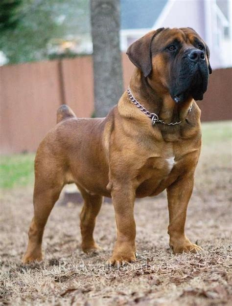 Giant Bull Mastiff Dogs