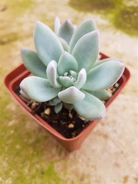 Pachyveria 'Powder Puff' - Succulent Shop Nursery South Africa buy ...