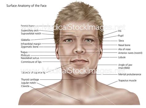 Face Diagram Anatomy