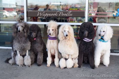 1000+ images about poodle puppies on Pinterest | Poodles, Plush and Pets