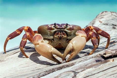 Caranguejo É Aquatico Ou Terrestre