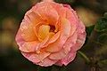 categoryexposition park rose garden wikimedia commons