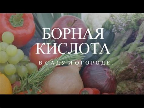 Борная кислота в саду и огороде! - YouTube
