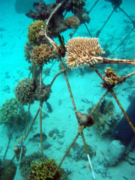 Coral Reef Restoration